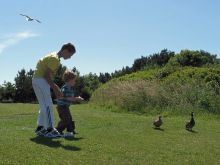 Feeding the birds